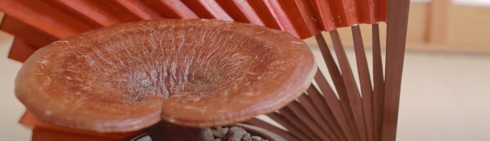 Reishi 103 – Why is the Concentration (Extract) Ratio Important?