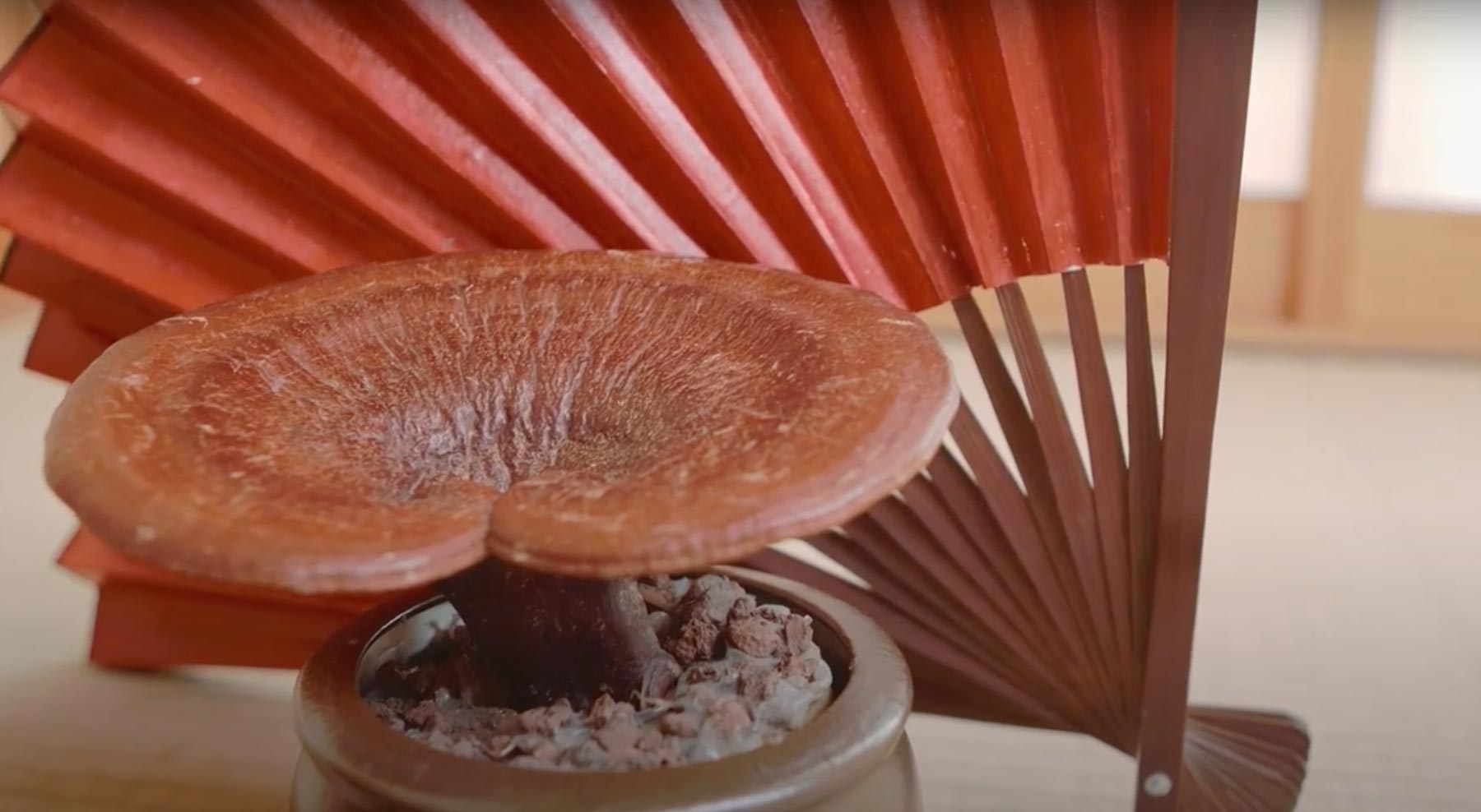 Reishi 103 – Why is the Concentration (Extract) Ratio Important?