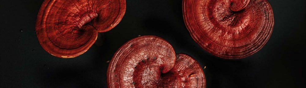 Reishi Mushroom: Fruiting body vs Mycelium