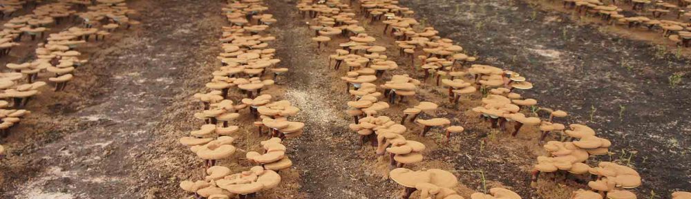 Farm-to-Table Reishi – Part 1