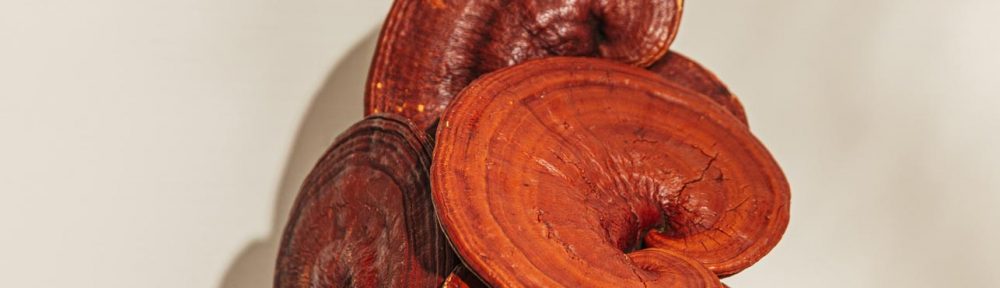 Six Amazing Health Benefits of Red Reishi