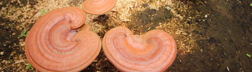Reishi Cultivation