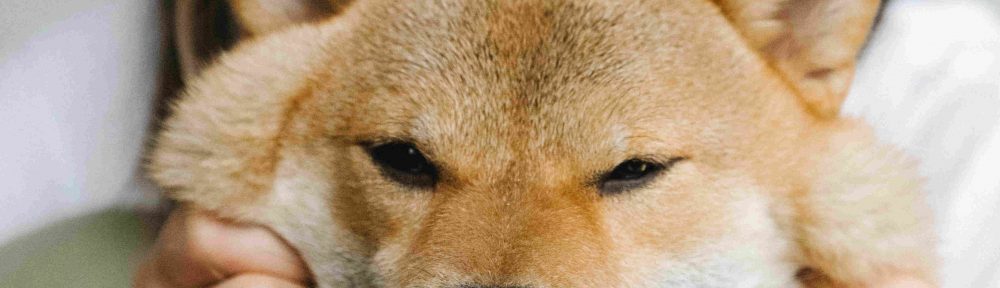 The Amazing Health Benefits of Reishi for Your Dog