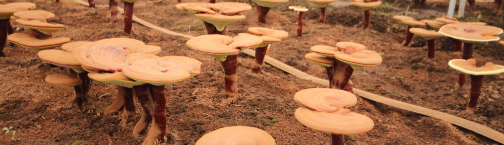 Why is it important to know how your reishi product is grown?