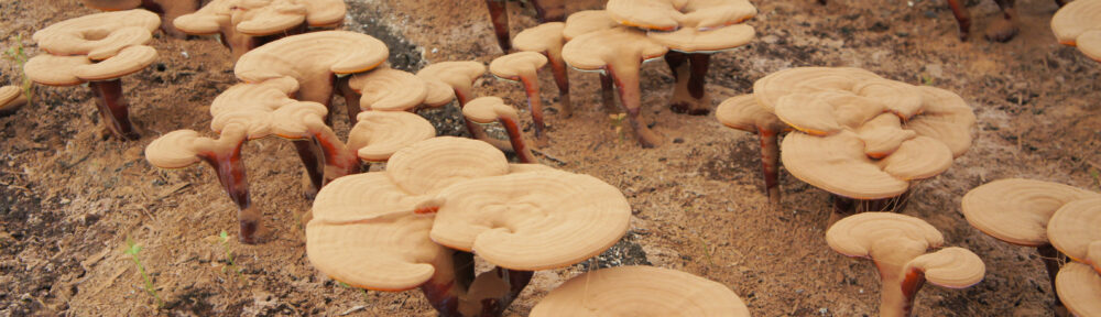 Farm-to-Table Reishi – Part 2