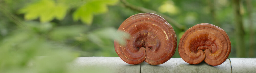 The Healing Power of Reishi Mushrooms: A Comprehensive Overview