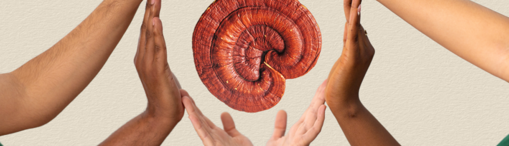 Reishi Mushrooms: Nurturing the Physical and Emotional Heart